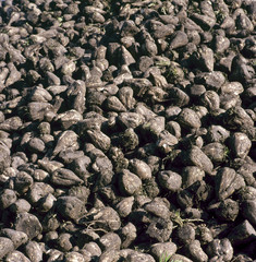 Pile of sugar beets