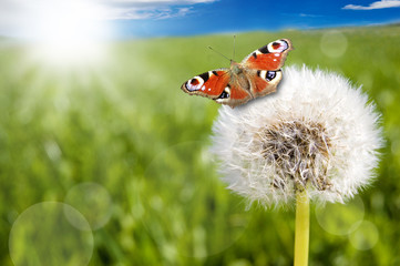 Pusteblume mit Schmetterling