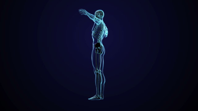Human anatomy - CG animated seamless loop