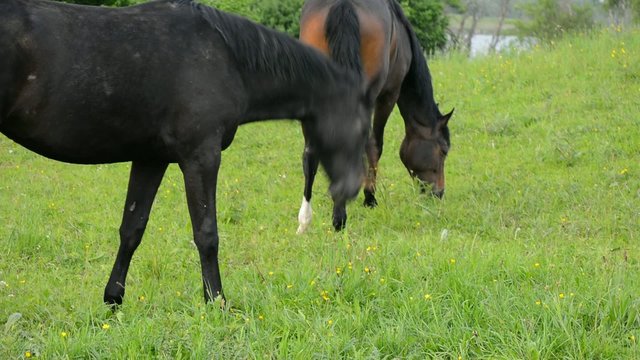 Pferde in natürlicher Umgebung