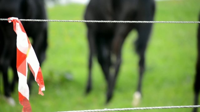 Pferde unscharf hinter Elektrozaun