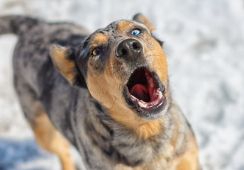 Australian shepherd.