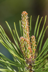 Branch of a pine in the spring