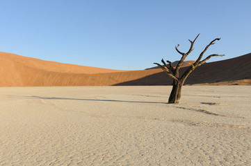 Tree with shadow in Deadvlei at sunset
