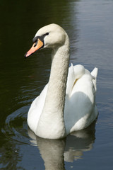 Obraz premium White swan watching you!