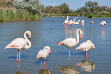 Flamants roses.