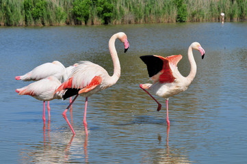 Flamants roses de Camargue. © bobdu11