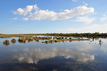 Paysage camarguais.