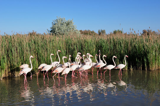 Fototapeta Flamants roses de Camargue.