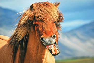 Icelandic horse smiling