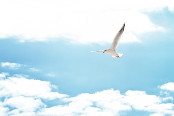 Fototapeta na wymiar Seagull in the clouds