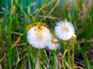 White balls dandelions in green grass