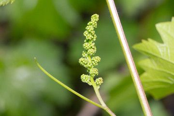 vine shoots in nature. macro