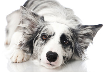 Liegender Border Collie