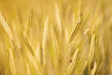 Ladybird on golden barley