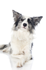 Liegender Border Collie