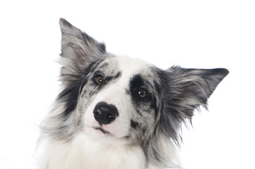 Fototapeta premium Liegender Border Collie