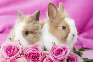 Zwergkaninchen mit Rosen