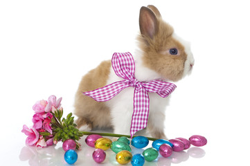 Zwergkaninchen mit Schleife