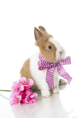 Zwergkaninchen mit Schleife