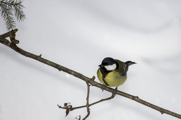 Titmouse face view