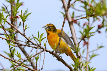 Oriole Orange