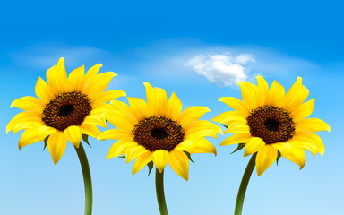 Naklejka premium Nature background with three yellow sunflowers. Vector