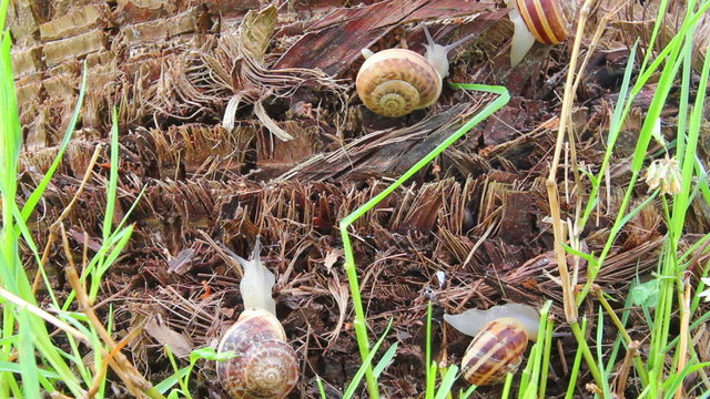 snails in grass