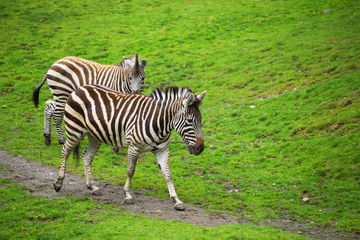 Fototapeta na wymiar Two Zebras