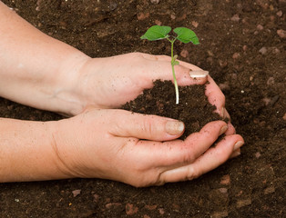 Planting a bean plant