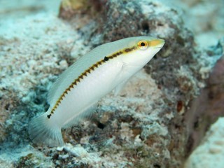 Zigzag wrasse