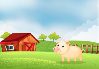 A pig in the farm with a wooden house at the back
