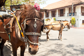 Obraz premium horse drawn carriage in the old spanish town in vigan