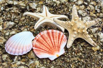 Fototapeta na wymiar Shell and starfish background