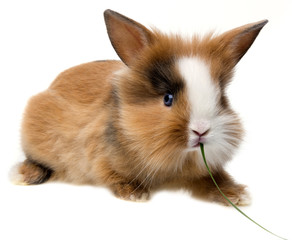 baby rabbit eating grass