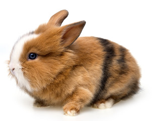 little baby rabbit