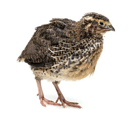 quail isolated on a white background