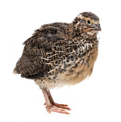 a quail isolated on a white background