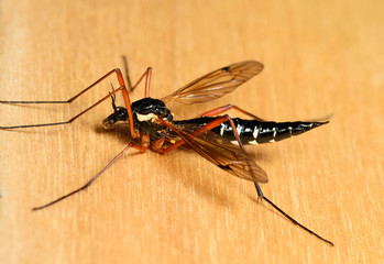 big mosquito