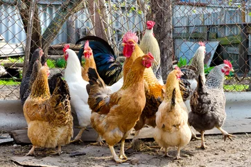 Photo sur Plexiglas Poulet poulet à la ferme