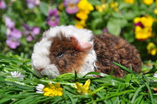 Cochon D Inde Images Browse 102 Stock Photos Vectors And Video Adobe Stock