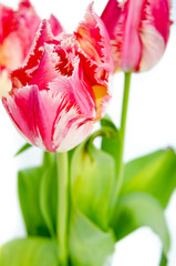 Naklejka premium tulips