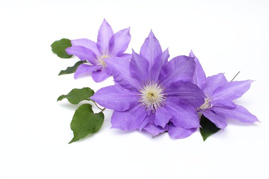 Fototapeta クレマチス