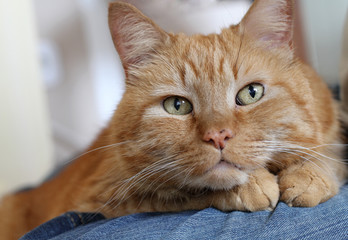 Garfield