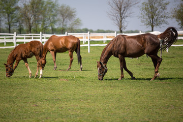 Obraz premium Horse