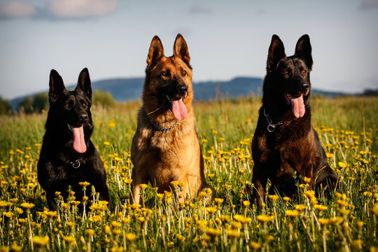 Three German Shepherds