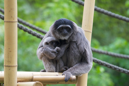 Drill Affenmutter mit Baby