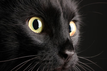 Black cat on black background