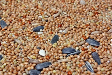 Food for birds