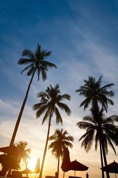 abstract silhouettes of palm trees on sunset